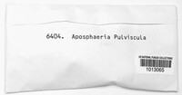 Aposphaeria pulviscula image